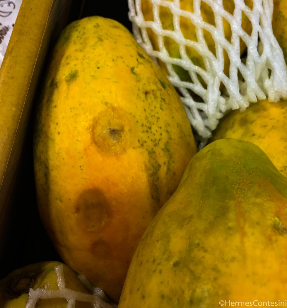 embalagens sustentáveis protegem frutas